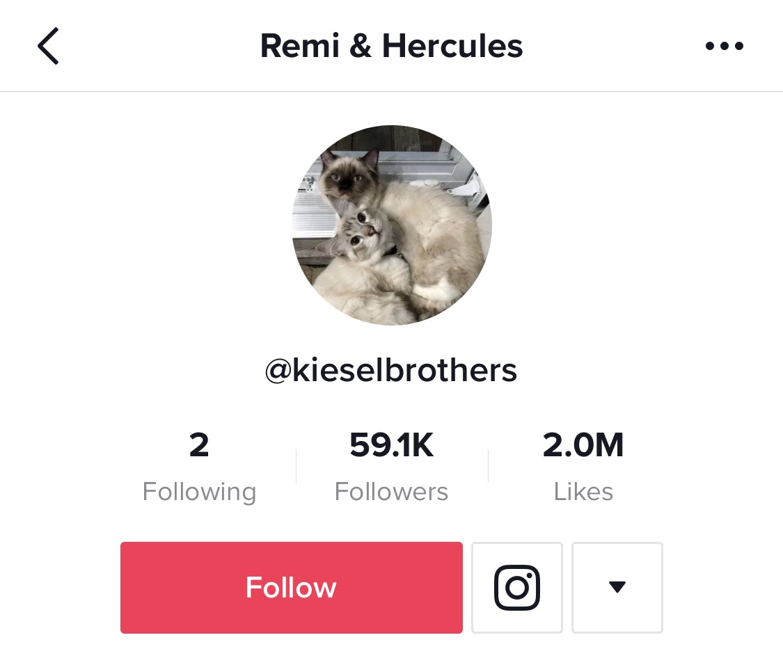 Top 30 Cat TikTok Hashtags and Accounts